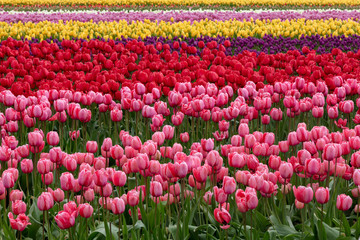 Pink Yellow Purple Spring Tulip Flower