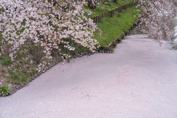 Fototapeta premium River of pink cherry blossom petals, Kawagoe, Japan 