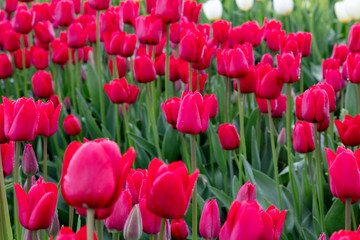Red Spring Tulip Flower