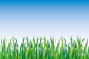 Fototapeta premium background of grass in different shades of green with blue sky
