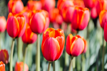 Fototapeta premium big flower bed with tulips close up