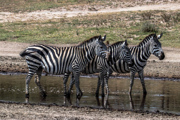 Fototapeta na wymiar zebra in serengeti national park tanzania africa