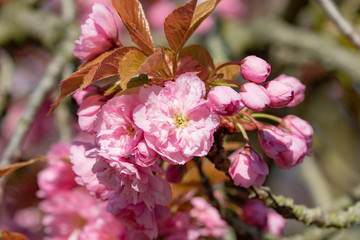 Close up of pink blossoms of a cherry tree