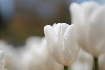 公園に咲く白いチューリップ