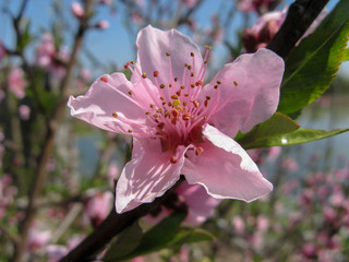Peach tree blossoming on sunny day . Beginning of spring. Flowers with pink petals in spring
