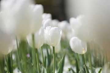 公園に咲く白いチューリップ