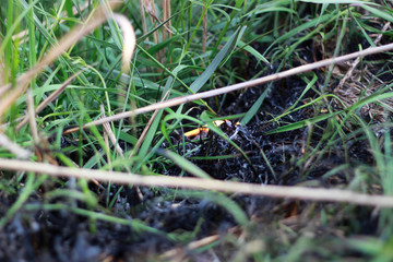 Trying to flare up, dry grass in the park. The concept of air pollution and the environment