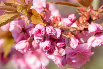 Pink blooming japan cherry tree in spring
