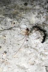 Scary Thick Spider Webs and Dead and Alive Spiders Close Up