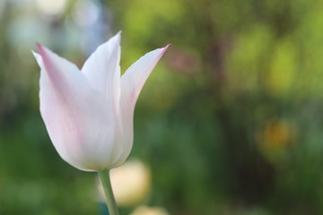 Fototapeta premium 公園に咲く白いチューリップ