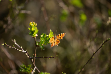 Comma butterfly 2