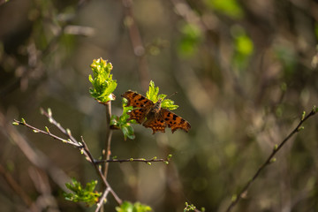 Comma butterfly 1