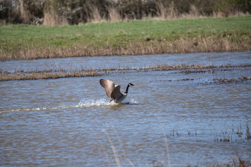 canadian goose landing 3