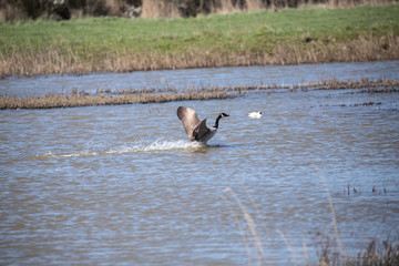 Canada Goose landing 3