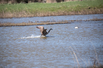 canadian goose landing 2