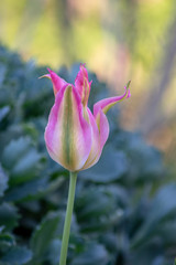 Rarität - seltene grün rosa gestreifte botanische Tulpe 