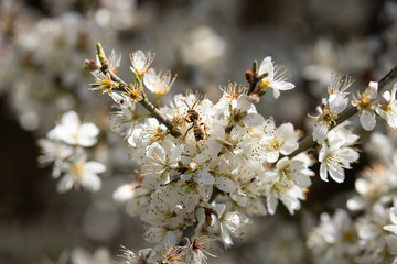 Wasp on flowers