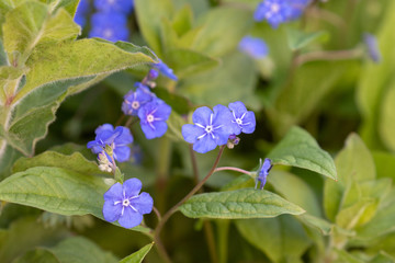 blue blooming flower in the garden