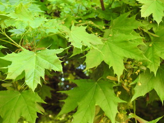 Ahornblätter im Frühling