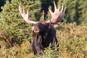 Shiras Moose in Colorado. Shiras are the smallest species of Moose in North America