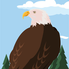 beautiful bald eagle animal in landscape