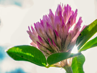 Macro photography of a red clover flower with the afternoon sun behind it. Captured at the Andean mountains of central Colombia.