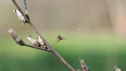 little spider