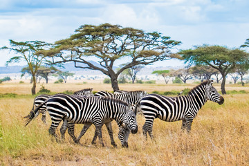 Herd of zebras in african savanna