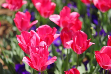 ピンク色のチューリップが咲きみだれる公園