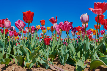 tulip field with colorful tulips against blue cloudless sky
