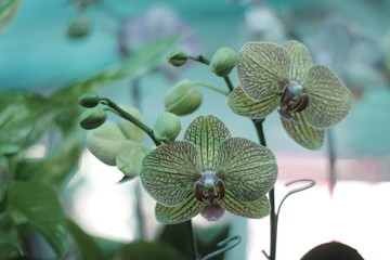 ORQUIDEA 3