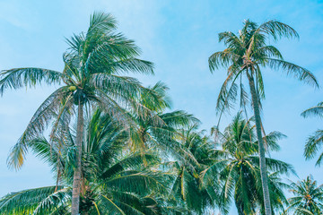 Beautiful outdoor nature with coconut palm tree and leaf on blue sky