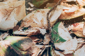 Close up to Coconut peel on the table after being peeled to make coconut juice.