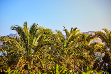 Bodrum, Turkey: Palm trees against blue sky at tropical coast