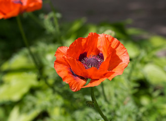 Blooming red poppy in the summer garden