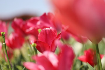 ピンク色のチューリップが咲く公園