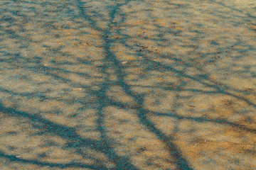 The shadow of the tree branches that ืno leaves in the summer of Thailand on the road floor at the parking car.
