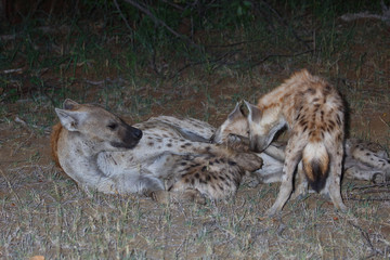 Tüpfelhyäne / Spotted Hyaena / Crocuta crocuta.