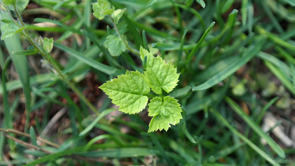 leaves on grass
