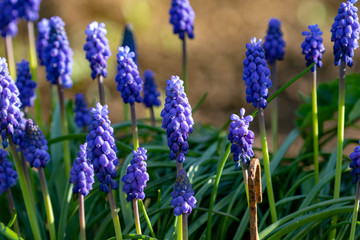 Blue blooming grape hyacinths in the garden in spring