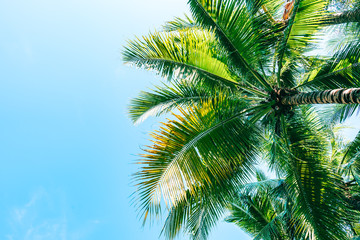 Fototapeta na wymiar Beautiful outdoor nature with coconut palm tree and leaf on blue sky