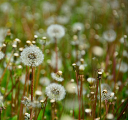 dandelion in grass