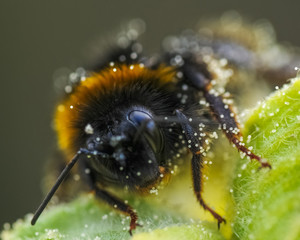 Großaufnahme einer mit Blütenpollen benetzten Hummel