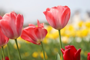 ピンク色のチューリップが咲きみだれる公園