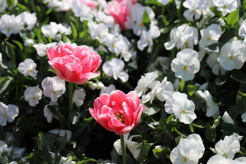 ピンク色のチューリップが咲きみだれる公園