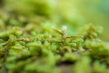 moss on log with sunflare in background
