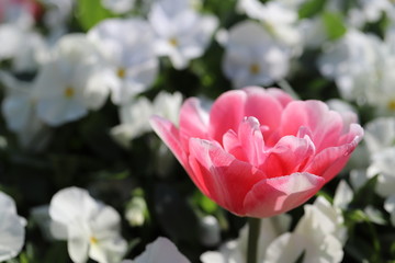 ピンク色のチューリップが咲きみだれる公園