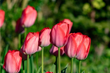 pink tulips in the garden