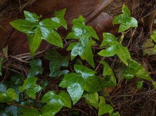 ivy, green ivy leaves on dry tree bark in the garden, top of view