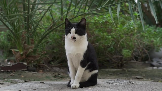 Black and white lazy homeless cat resting on the paving stone of the botanical garden